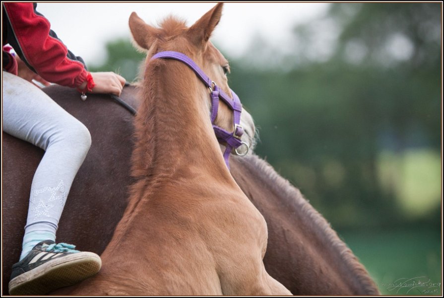 Asbach Fohlenshow 2014 094